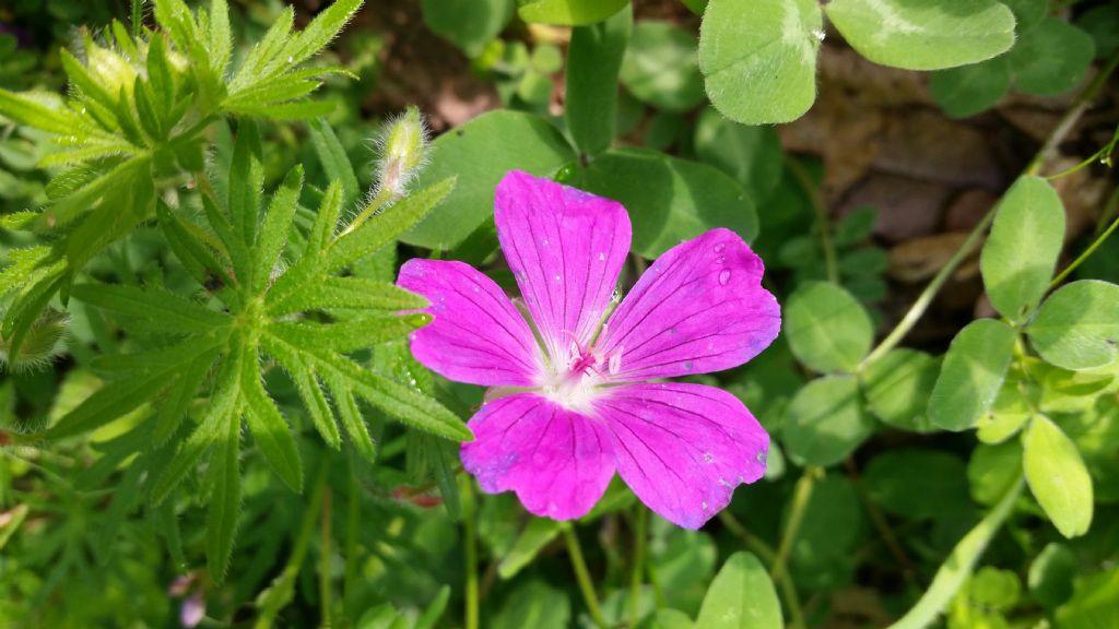 Geranium sanguineum